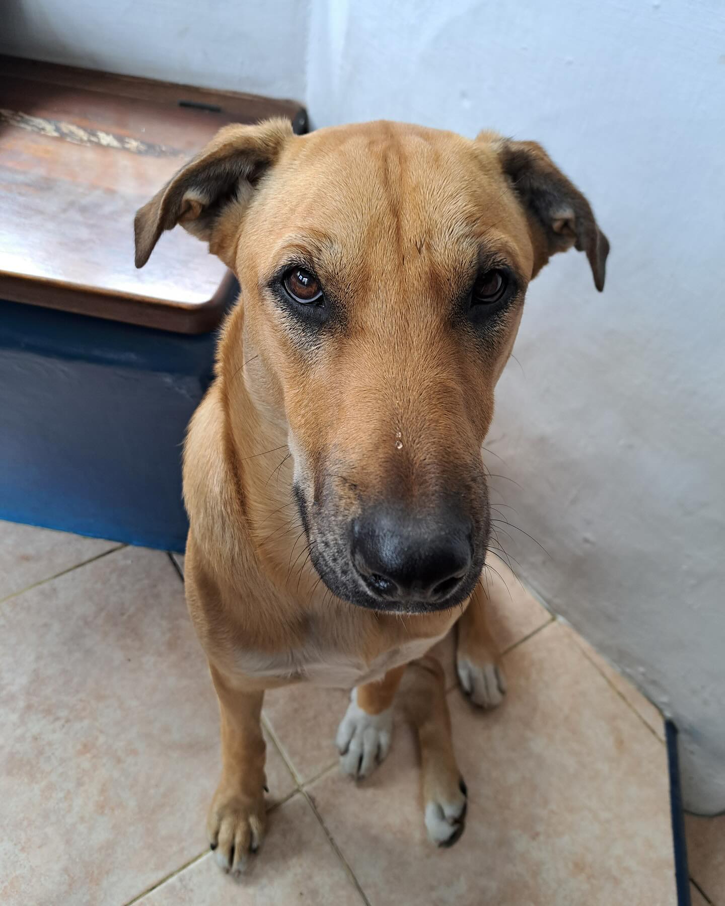 Balto: era el más grande su camada por lo que casi nadie quería adoptarlo. Ahora tiene su propio jardín donde corre feliz. 💗