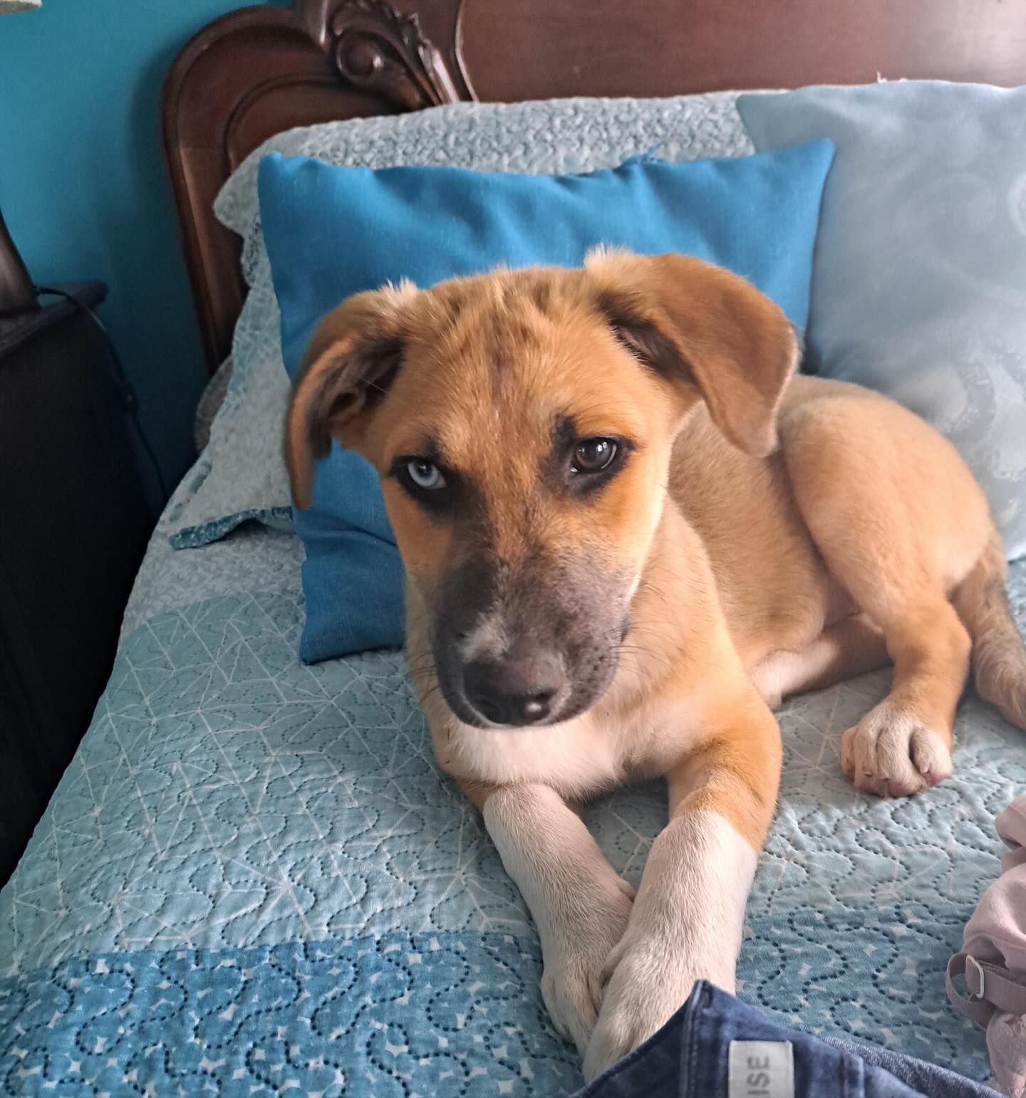 Kida: al tener heterocromia pensaron que estaba enferma y las personas preferían una perrita con dos ojos azules y no uno. Hoy recibe cumplidos de todos los amigos de sus dueños por tener cada ojito diferente. ❤️