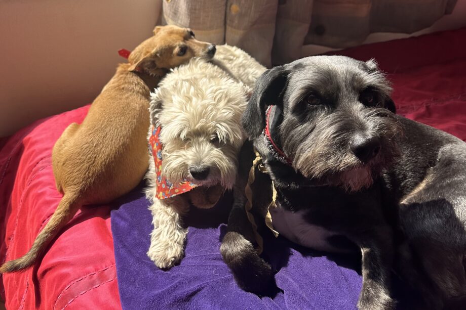 Tres perros