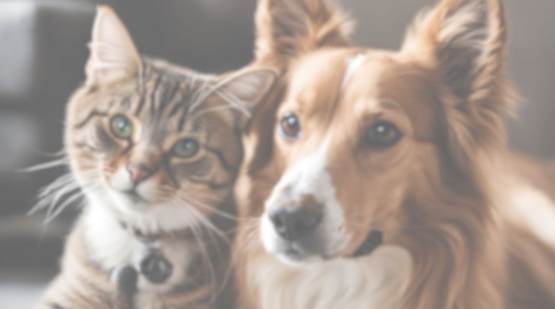 perro y gato