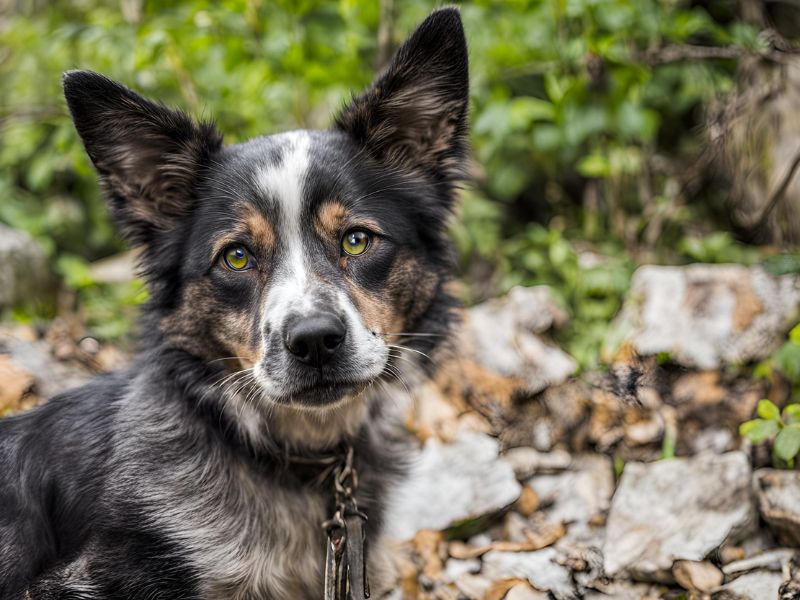 perro amarrado
